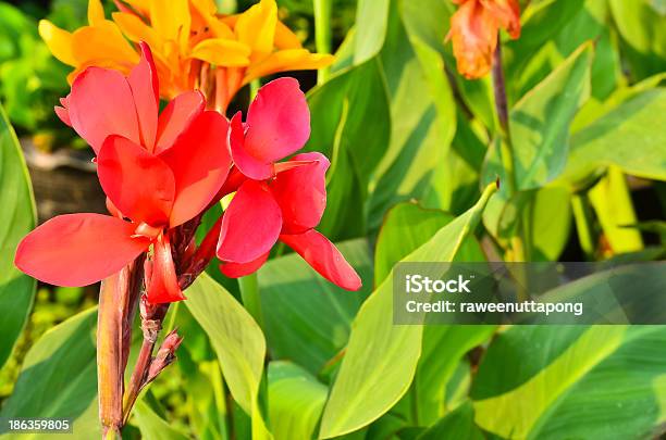 Brightly Colored Scarlet Canna Lily Flowers Stock Photo - Download Image Now - Botany, Bougainvillea, Canna Lily