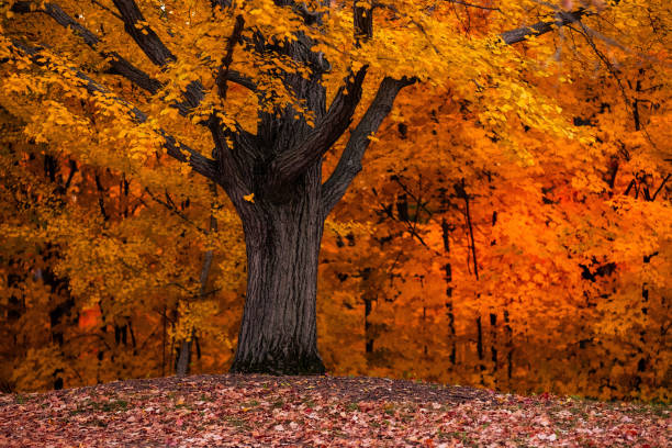 istock Beautiful autumn colors in the park 1863605375