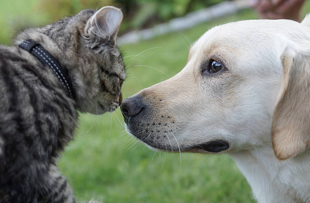 istock dog loves cat 186361142