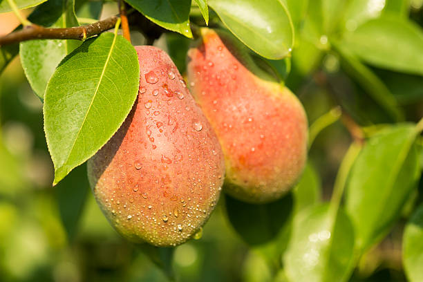 istock Ripe pears on a tree in the orchard 186362092