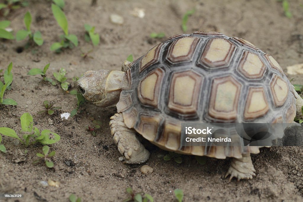 Africana estimulou tartaruga (Sulcata) - Foto de stock de Animais em Extinção royalty-free