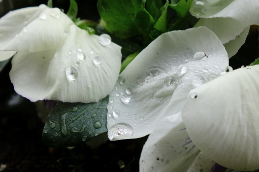 Water droplets, the grace of white pansies wet with raindrops, and pretty petals.