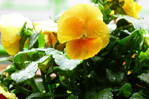 Water drops, the grace of yellow pansies wet with raindrops, and pretty petals