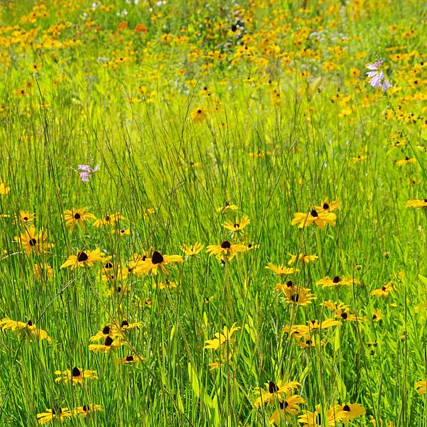 istock black-eyed Susan meadow 186365097