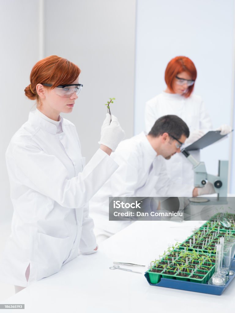 Genetically Engineered Lab Scientists In A Genetic Engineering Laboratory Stock Photo - Download ...