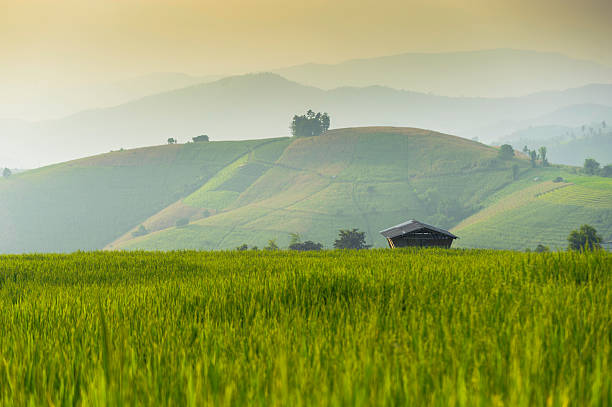 istock Old Barn in a rice Field 186365504