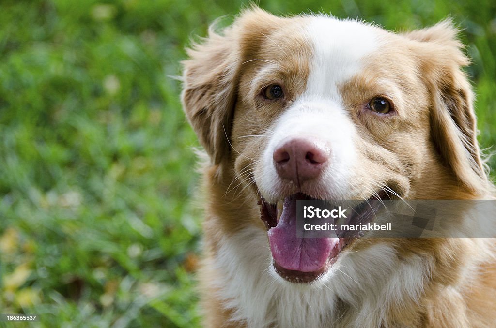 Nova Scotia Duck Toller Portrait of a beautiful red and white Nova Scotia Duck TollerPortrait of a beautiful red and white Nova Scotia Duck Toller Animal Stock Photo