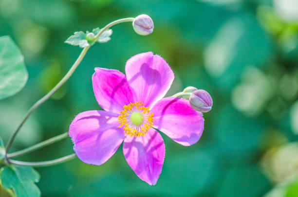 A pink anemone is blooming on a lovely autumn day.