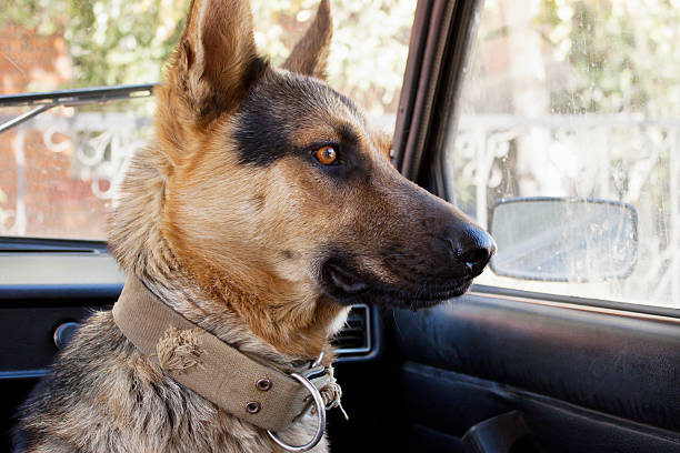 istock Dog farmer in the car 186365804