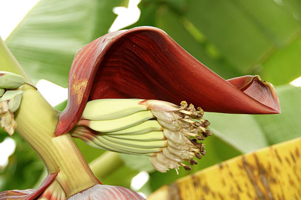 istock Banana blossom on the tree. 186366863