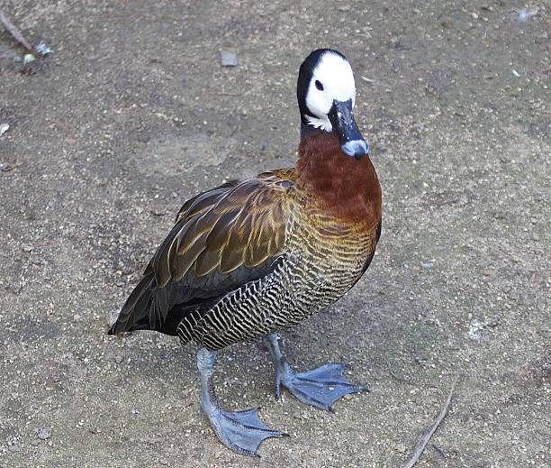 белый сталкиваются утка - white faced whistling duck стоковые фото и изображения