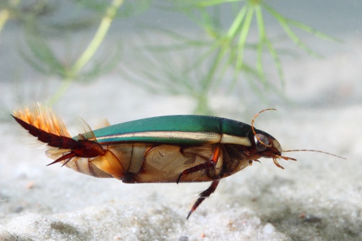 Great diving beetle (Dytiscus marginalis) under water. Macro