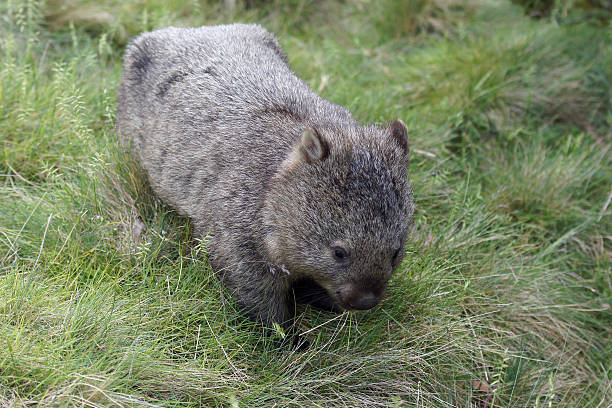 istock Wombat, Tasmania, Australia 186367680