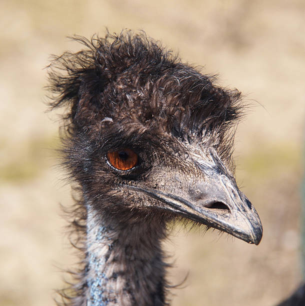 istock portrait of an ostrich 186368057