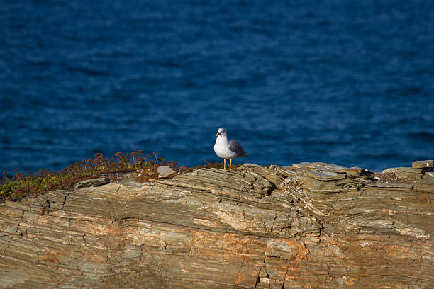 istock Seagull Perched on Sea Rocks - Gaviota en Rocas Mar 186368814