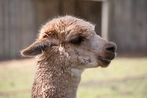 Close-up of a cute alpaca head.