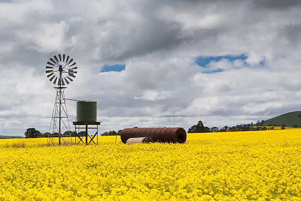 Canola fields shine on a stormy day inbetween Smeaton and Clunes in the Victorian goldfields, Australia
