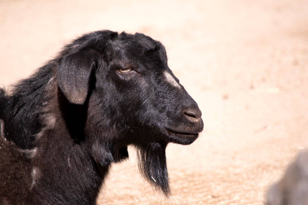 istock this is a close up of a billy goat 1863694067
