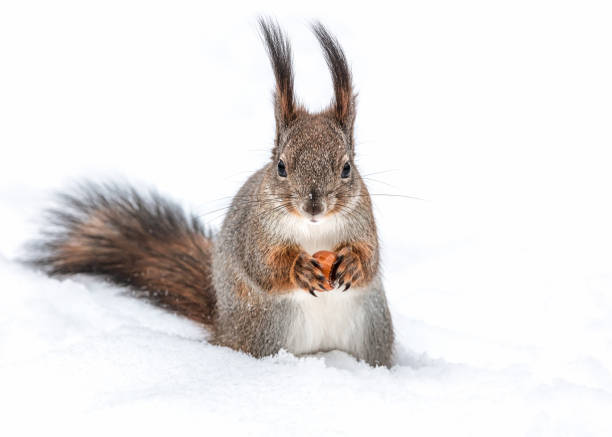 istock red squirrel sitting in deep snow with nut in paws. closeup view. 1863708352