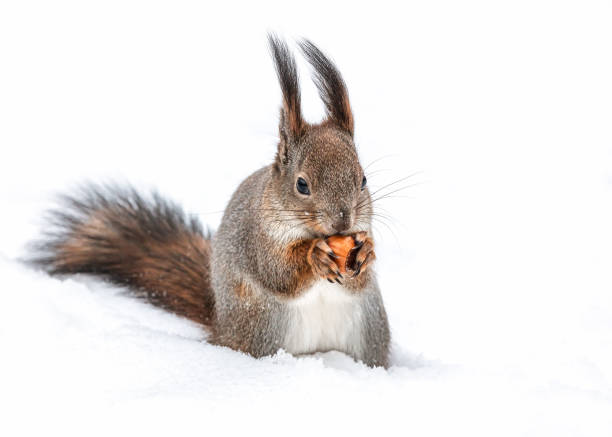 squirrel stands on white snow in winter park and eats hazelnut.