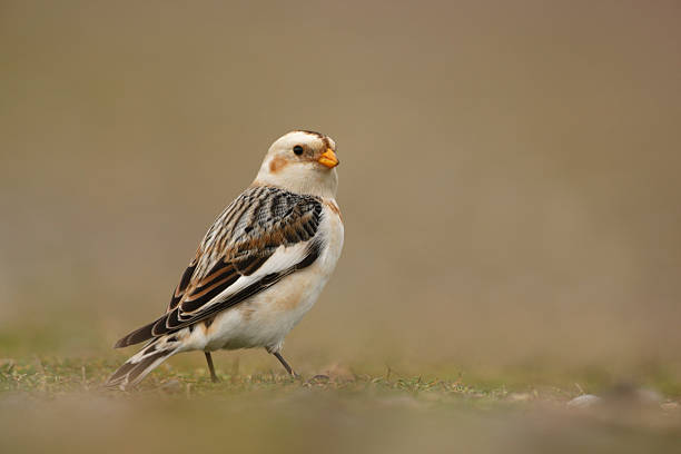 istock Snow bunting, Plectrophenax nivalis 186371398