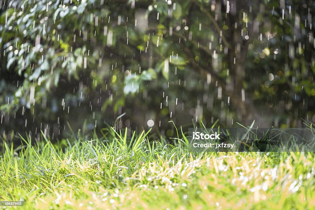 Gouttes de pluie - Photo de Arbre libre de droits
