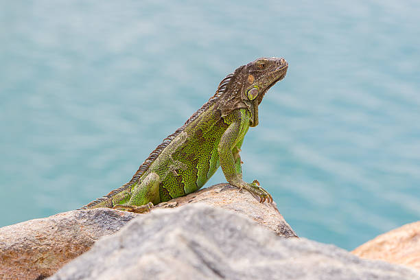 istock Green Iguana (Iguana iguana) sitting on rocks 186371417
