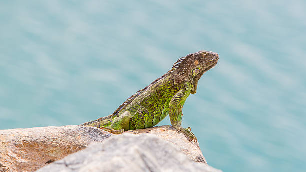 istock Green Iguana (Iguana iguana) sitting on rocks 186371420