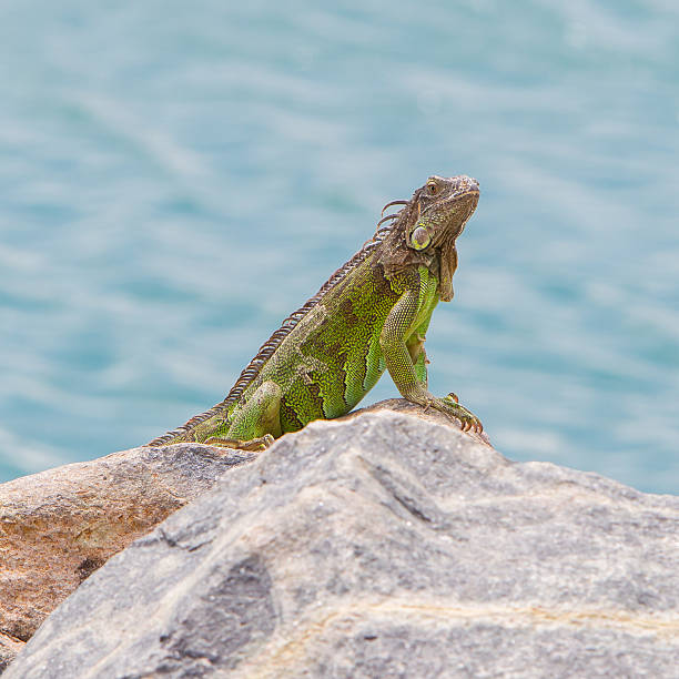 istock Green Iguana (Iguana iguana) sitting on rocks 186371423