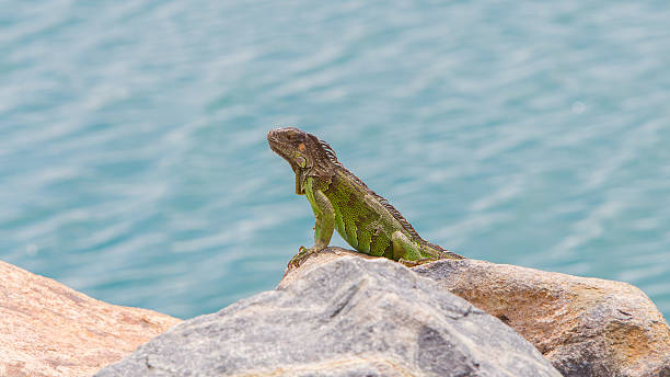 istock Green Iguana (Iguana iguana) sitting on rocks 186371425