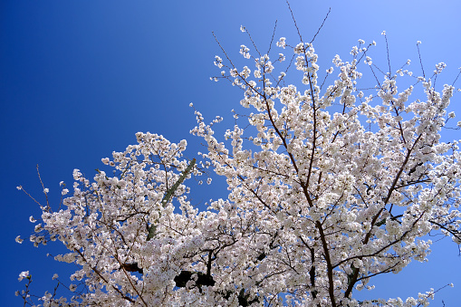 White cherry blossoms shot from below with clear blue sky with gradation in background.