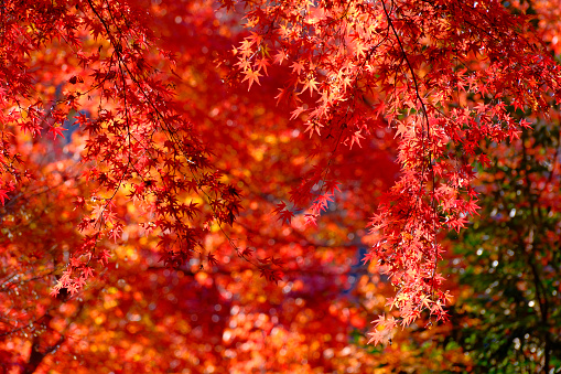 Close-up of vibrant red Japanese maple leaves on branches hanging down from above the frame on an autumn day.