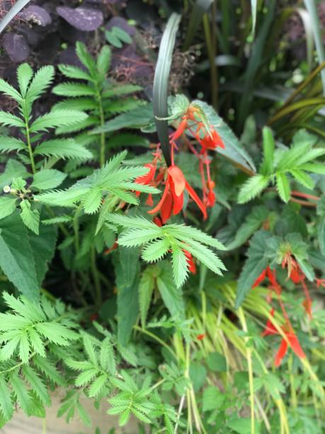 orangefarbene glockenblume - wildflower lush foliage outdoors campanula stock-fotos und bilder