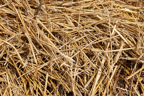 istock Close up of straw background texture 186372567