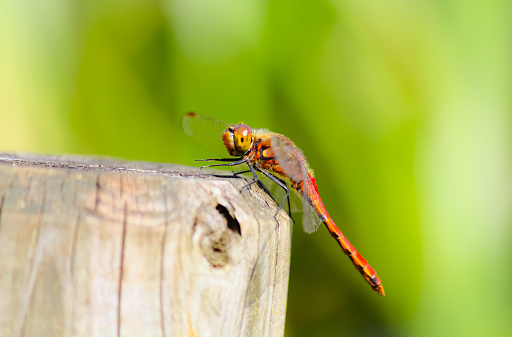 A dragonfly is resting on the wooden pile.