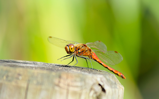 flying dragonflySimilar images: