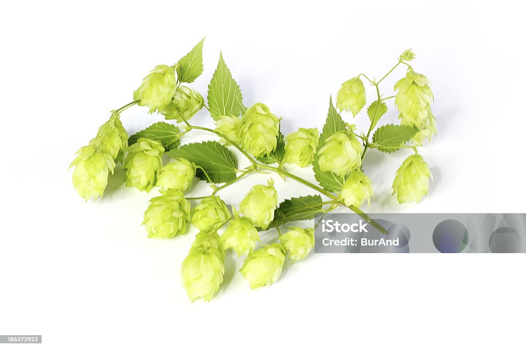 Humulus lupulus - Royalty-free Agricultura Foto de stock