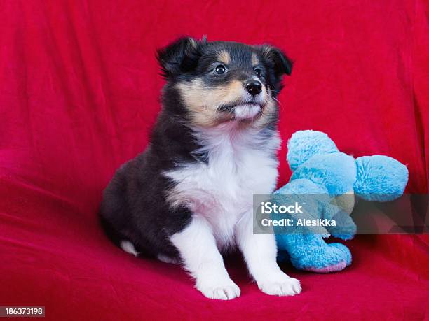 Piccolo Cucciolo Cane Pastore Delle Shetland - Fotografie stock e altre immagini di Cagnolino - Cagnolino, Cane pastore delle Shetland, Soltanto un animale