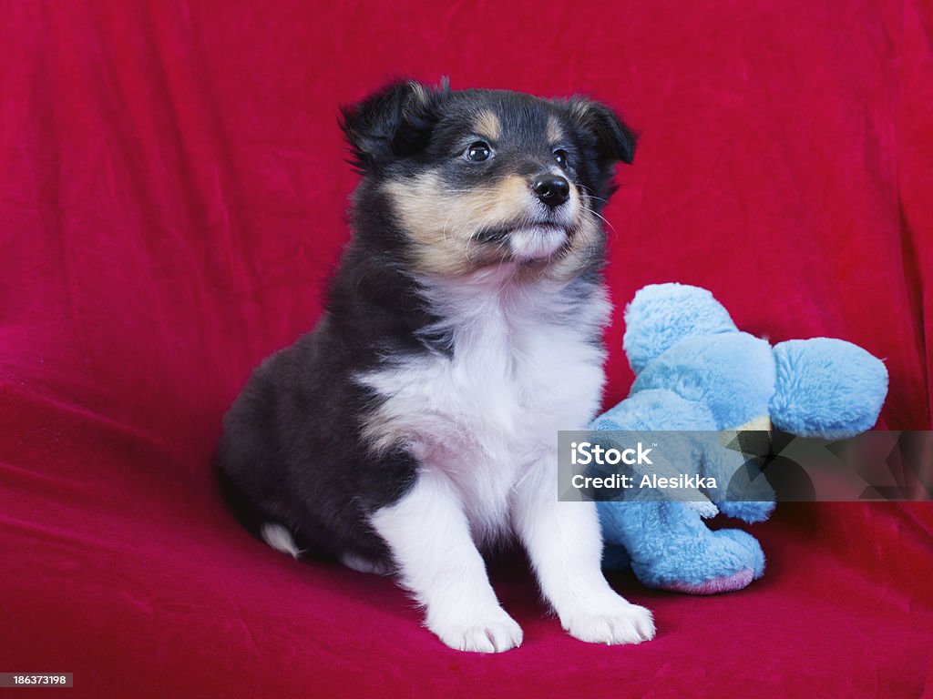小さな子犬シェットランドシープドッグ - シェットランドシープドッグのロイヤリティフリーストックフォト