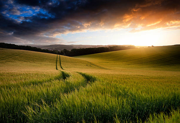 istock Summer landscape image of wheat field at sunset 186374935