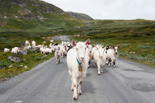 Goats on Jotunheimvegen (Jotunheimen National park, Norway)
