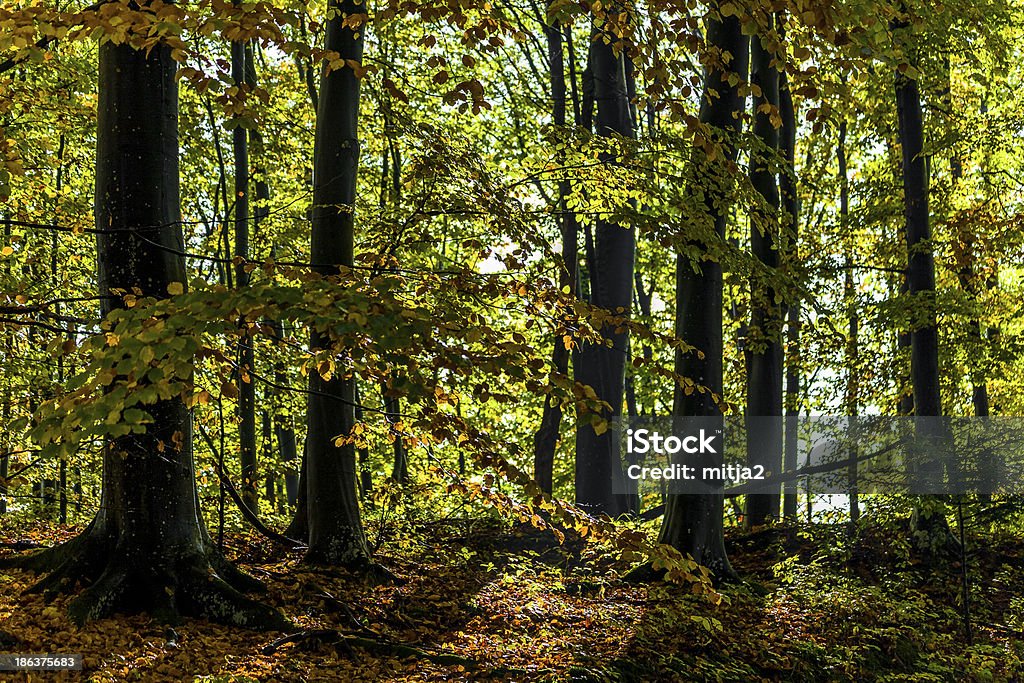 Forêt d'automne - Photo de Arbre libre de droits