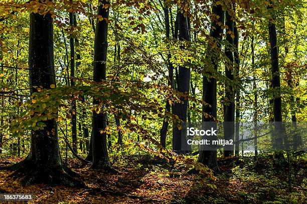 Floresta De Outono - Fotografias de stock e mais imagens de Amarelo - Amarelo, Ao Ar Livre, Beleza natural