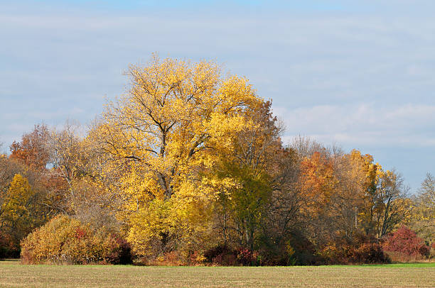istock Sunny autumn color grove 186376149