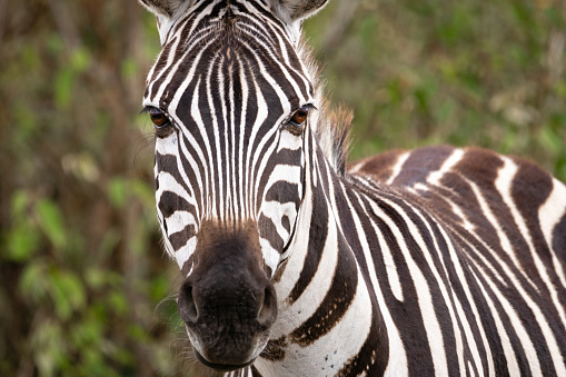 a Plains Zebra of the Masai Mara region of kenya making eye contact