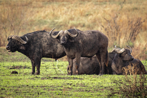 Buffalo at Masai Mara National Park