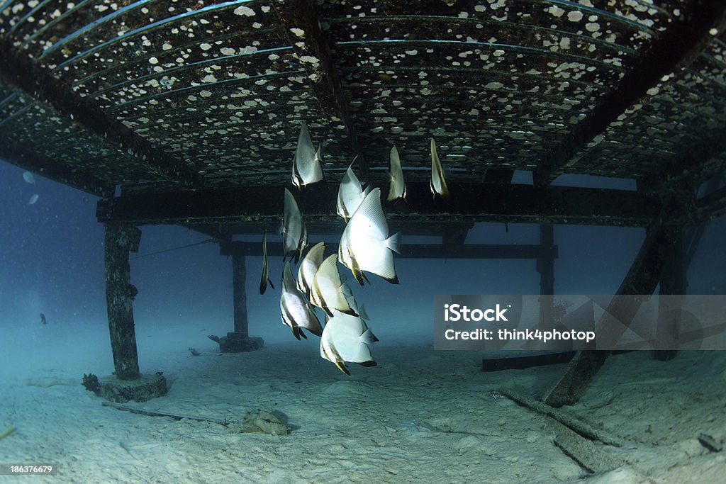 School of batfish under wooden bridge, Sipadan-Malaysia Animal Stock Photo
