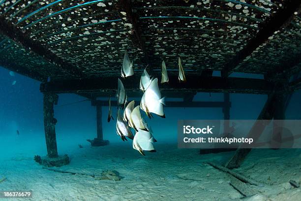 School Of Batfish Under Wooden Bridge Sipadanmalaysia Stock Photo - Download Image Now