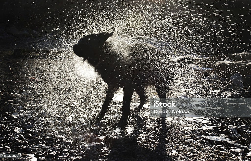 Cane Agitare di acqua - Foto stock royalty-free di Cane