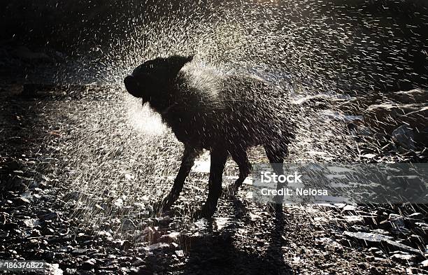 Foto de Cão Do Água e mais fotos de stock de Cão - Cão, Sacudindo, Molhado